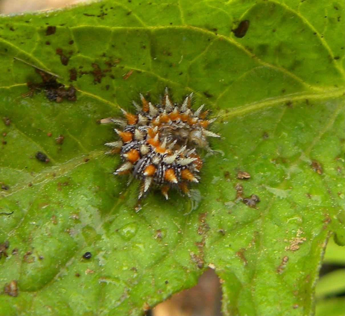 identificazione bruco